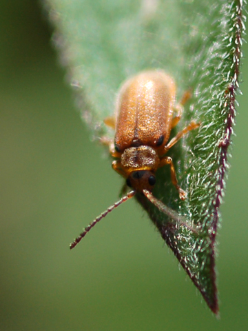 Chrysomelidae - Galerucella lineola